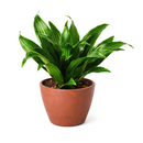 buy dracaena 'janet craig' live houseplant 8" pot online, full mature specimen with dramatic arching deep green foliage, naturally shiny lance-shaped leaves on a thick woody trunk, exceptional low-light tolerance and air-purifying capability, one of the most enduring and easy care tropical floor plants, grand architectural statement for hallways and open living spaces, a truly impressive gift for any plant enthusiast