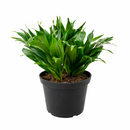buy dracaena 'janet craig' live houseplant 8" pot online, full mature specimen with dramatic arching deep green foliage, naturally shiny lance-shaped leaves on a thick woody trunk, exceptional low-light tolerance and air-purifying capability, one of the most enduring and easy care tropical floor plants, grand architectural statement for hallways and open living spaces, a truly impressive gift for any plant enthusiast