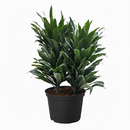 buy dracaena 'janet craig' live houseplant 8" pot online, full mature specimen with dramatic arching deep green foliage, naturally shiny lance-shaped leaves on a thick woody trunk, exceptional low-light tolerance and air-purifying capability, one of the most enduring and easy care tropical floor plants, grand architectural statement for hallways and open living spaces, a truly impressive gift for any plant enthusiast