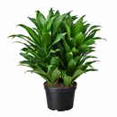 buy dracaena 'janet craig' live houseplant 8" pot online, full mature specimen with dramatic arching deep green foliage, naturally shiny lance-shaped leaves on a thick woody trunk, exceptional low-light tolerance and air-purifying capability, one of the most enduring and easy care tropical floor plants, grand architectural statement for hallways and open living spaces, a truly impressive gift for any plant enthusiast