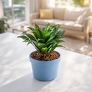 buy dracaena 'janet craig' live houseplant 8" pot online, full mature specimen with dramatic arching deep green foliage, naturally shiny lance-shaped leaves on a thick woody trunk, exceptional low-light tolerance and air-purifying capability, one of the most enduring and easy care tropical floor plants, grand architectural statement for hallways and open living spaces, a truly impressive gift for any plant enthusiast