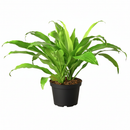 6" pot dracaena 'lime light' live houseplant for sale, neon lime green glossy leaves, upright architectural silhouette, beginner-friendly and drought-tolerant, slow-growing tropical corn plant, eye-catching color contrast against neutral walls, a unique and long-lasting gift for any plant enthusiast