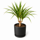 Dracaena 'Marginata Cane'