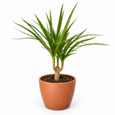 Dracaena 'Marginata Cane'