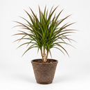 Dracaena 'Marginata Cane'