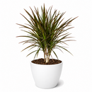 Dracaena 'Marginata Cane'