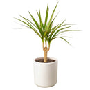 6 inch pot dracaena marginata cane live houseplant for sale, elegant upright dragon tree with narrow glossy red-edged leaves, tropical architectural silhouette, adapts to office and home lighting conditions, white cylinder pot highlights the plant apos s rich dark foliage, a refined decor choice and a meaningful gift for any space