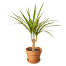 6 inch pot dracaena marginata cane live houseplant for sale, elegant upright dragon tree with narrow glossy red-edged leaves, tropical architectural silhouette, adapts to office and home lighting conditions, white cylinder pot highlights the plant apos s rich dark foliage, a refined decor choice and a meaningful gift for any space