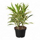 buy dracaena 'song of india' live houseplant 6" pot online, white cylinder pot displaying tall upright branching form with tufted heads of lemon-lime and deep green variegated leaves, architectural slow-growing tropical evergreen, air toxin filtering houseplant, low-maintenance care for beginners and experienced growers alike, striking floor plant for modern or tropical-themed interiors, an exceptional gift for any plant lover