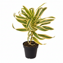 buy dracaena 'song of india' live houseplant 6" pot online, white cylinder pot displaying tall upright branching form with tufted heads of lemon-lime and deep green variegated leaves, architectural slow-growing tropical evergreen, air toxin filtering houseplant, low-maintenance care for beginners and experienced growers alike, striking floor plant for modern or tropical-themed interiors, an exceptional gift for any plant lover