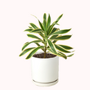 buy dracaena 'song of india' live houseplant 6" pot online, white cylinder pot displaying tall upright branching form with tufted heads of lemon-lime and deep green variegated leaves, architectural slow-growing tropical evergreen, air toxin filtering houseplant, low-maintenance care for beginners and experienced growers alike, striking floor plant for modern or tropical-themed interiors, an exceptional gift for any plant lover