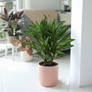 6" pot dracaena song of jamaica live houseplant for sale, lush multi-cane arrangement with dense tufted leaf clusters, subtle yellow-green banding on narrow lance-shaped leaves, adaptable to average indoor humidity, air-purifying and long-lived, an elegant floor-level focal point for any interior, a gorgeous gift for home or office greenery lovers