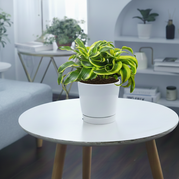 dracaena coffee plant Dracaena Tornado - Unique Foliage Houseplants