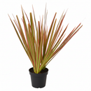 4" pot dracaena 'colorama' live houseplant for sale, deep green leaves with vivid reddish-pink edges, slender upright stem, striking variegated tropical foliage, drought-tolerant easy-care indoor plant, bold floor plant for modern interiors, thoughtful gift for home decorators