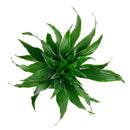 buy dracaena 'janet craig' live houseplant 8" pot online, full mature specimen with dramatic arching deep green foliage, naturally shiny lance-shaped leaves on a thick woody trunk, exceptional low-light tolerance and air-purifying capability, one of the most enduring and easy care tropical floor plants, grand architectural statement for hallways and open living spaces, a truly impressive gift for any plant enthusiast