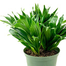 buy dracaena 'janet craig' live houseplant 8" pot online, full mature specimen with dramatic arching deep green foliage, naturally shiny lance-shaped leaves on a thick woody trunk, exceptional low-light tolerance and air-purifying capability, one of the most enduring and easy care tropical floor plants, grand architectural statement for hallways and open living spaces, a truly impressive gift for any plant enthusiast