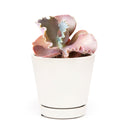 Echeveria The Rose