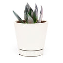 Echeveria affinis Black Knight
