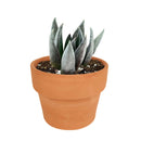 Echeveria affinis Black Knight