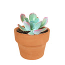 buy echeveria 'blue sky' live succulent 4 inch online, striking blue-green rosette with thick farina-coated fleshy leaves, pale aqua to gray-blue coloration with warm rosy pink margins, grows wide and flat with elegant symmetrical form, drought tolerant and beginner-friendly for easy indoor care, a sophisticated botanical accent for contemporary home or office decor, an unforgettable and thoughtful plant gift for any celebration
