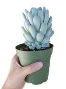 4 inch echeveria elegans blue live succulent for sale, rounded blue-green leaves ending in soft points, dense compact rosette with powdery pale coating, clumping growth that fills containers beautifully, sun-loving and drought hardy, sculptural archi