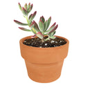 Echeveria Harmsii Ruby Slipper