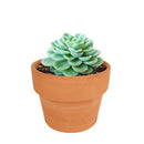 buy echeveria lime and chili live succulent 2 inch online, echeveria lime and chili showing natural stress coloring with deep pink tips, compact frosty lime rosette, slow growing and clustering habit, non-toxic and pet friendly