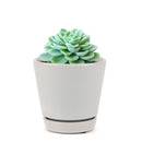 buy echeveria lime and chili live succulent 2 inch online, echeveria lime and chili showing natural stress coloring with deep pink tips, compact frosty lime rosette, slow growing and clustering habit, non-toxic and pet friendly