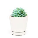 buy echeveria lime and chili live succulent 2 inch online, echeveria lime and chili showing natural stress coloring with deep pink tips, compact frosty lime rosette, slow growing and clustering habit, non-toxic and pet friendly