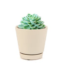 buy echeveria lime and chili live succulent 2 inch online, echeveria lime and chili showing natural stress coloring with deep pink tips, compact frosty lime rosette, slow growing and clustering habit, non-toxic and pet friendly