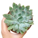 4 inch plant in plastic pot, a simple and lightweight option for displaying your choice of succulent or houseplant.