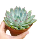 4 inch plant in plastic pot, a simple and lightweight option for displaying your choice of succulent or houseplant.