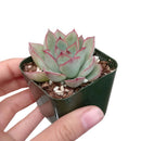 4 inch plant in plastic pot, a simple and lightweight option for displaying your choice of succulent or houseplant.