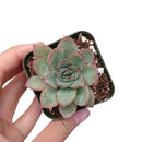 4 inch plant in plastic pot, a simple and lightweight option for displaying your choice of succulent or houseplant.