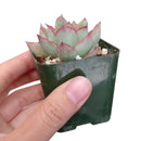 4 inch plant in plastic pot, a simple and lightweight option for displaying your choice of succulent or houseplant.