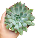 4 inch plant in plastic pot, a simple and lightweight option for displaying your choice of succulent or houseplant.