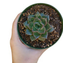 4 inch echeveria purpusorum rose a.berger succulent live succulent for sale, mid-size geometric rosette with bold reddish-brown spotted olive foliage, firm fleshy leaves with pointed apex and no powdery coating, slow-growing compact form ideal for sm