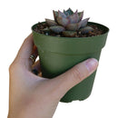 4 inch echeveria purpusorum rose a.berger succulent live succulent for sale, mid-size geometric rosette with bold reddish-brown spotted olive foliage, firm fleshy leaves with pointed apex and no powdery coating, slow-growing compact form ideal for sm