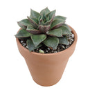 4 inch echeveria purpusorum rose a.berger succulent live succulent for sale, mid-size geometric rosette with bold reddish-brown spotted olive foliage, firm fleshy leaves with pointed apex and no powdery coating, slow-growing compact form ideal for sm