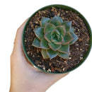 4 inch echeveria purpusorum rose a.berger succulent live succulent for sale, mid-size geometric rosette with bold reddish-brown spotted olive foliage, firm fleshy leaves with pointed apex and no powdery coating, slow-growing compact form ideal for sm