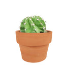 4 inch echinopsis oxygona 'easter lily cactus' live cactus for sale, compact globular cactus with sharp angular ribs dark green coloring and clusters of short stiff spines, spectacular large fragrant blooms in white lavender or pink that open in the evening and last through the next day, mat-forming spreading habit suited for decorative containers and sunny indoor or outdoor settings, hardy low maintenance drought tolerant easy care cactus safe for pets, a showstopping architectural plant for modern minimal