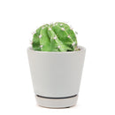 4 inch echinopsis oxygona 'easter lily cactus' live cactus for sale, compact globular cactus with sharp angular ribs dark green coloring and clusters of short stiff spines, spectacular large fragrant blooms in white lavender or pink that open in the evening and last through the next day, mat-forming spreading habit suited for decorative containers and sunny indoor or outdoor settings, hardy low maintenance drought tolerant easy care cactus safe for pets, a showstopping architectural plant for modern minimal