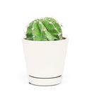 4 inch echinopsis oxygona 'easter lily cactus' live cactus for sale, compact globular cactus with sharp angular ribs dark green coloring and clusters of short stiff spines, spectacular large fragrant blooms in white lavender or pink that open in the evening and last through the next day, mat-forming spreading habit suited for decorative containers and sunny indoor or outdoor settings, hardy low maintenance drought tolerant easy care cactus safe for pets, a showstopping architectural plant for modern minimal