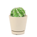 4 inch echinopsis oxygona 'easter lily cactus' live cactus for sale, compact globular cactus with sharp angular ribs dark green coloring and clusters of short stiff spines, spectacular large fragrant blooms in white lavender or pink that open in the evening and last through the next day, mat-forming spreading habit suited for decorative containers and sunny indoor or outdoor settings, hardy low maintenance drought tolerant easy care cactus safe for pets, a showstopping architectural plant for modern minimal