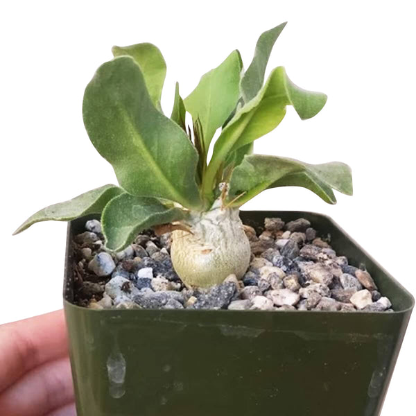 succulent trunk Elephant's Trunk Pachypodium Namaquanum Succulent Plant