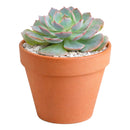 Echeveria 'Canadian'