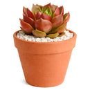 Echeveria 'Churro'