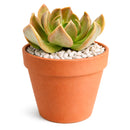 Echeveria 'Curve'