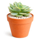 Echeveria Fleur Blanc