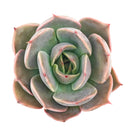 Echeveria 'Latte Rose'